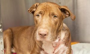Arizona Humane Society cares for dog following stabbing incident