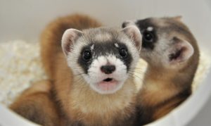 Phoenix Zoo has best black-footed ferret breeding season in 20 years