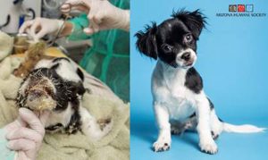 Arizona puppy covered in cactus spines recovers, ready for adoption