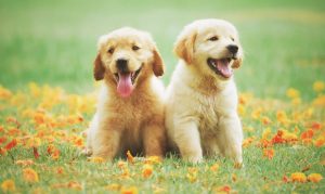 Scottsdale ranked as the most pet-friendly city in the country