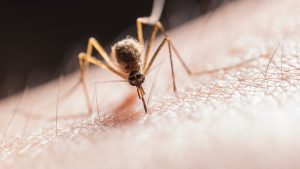 Pinal County records 1st case of West Nile virus this mosquito season