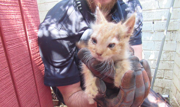 (Arizona Humane Society Photo)...