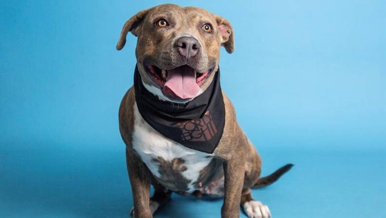 (Photo provided by Arizona Humane Society)...