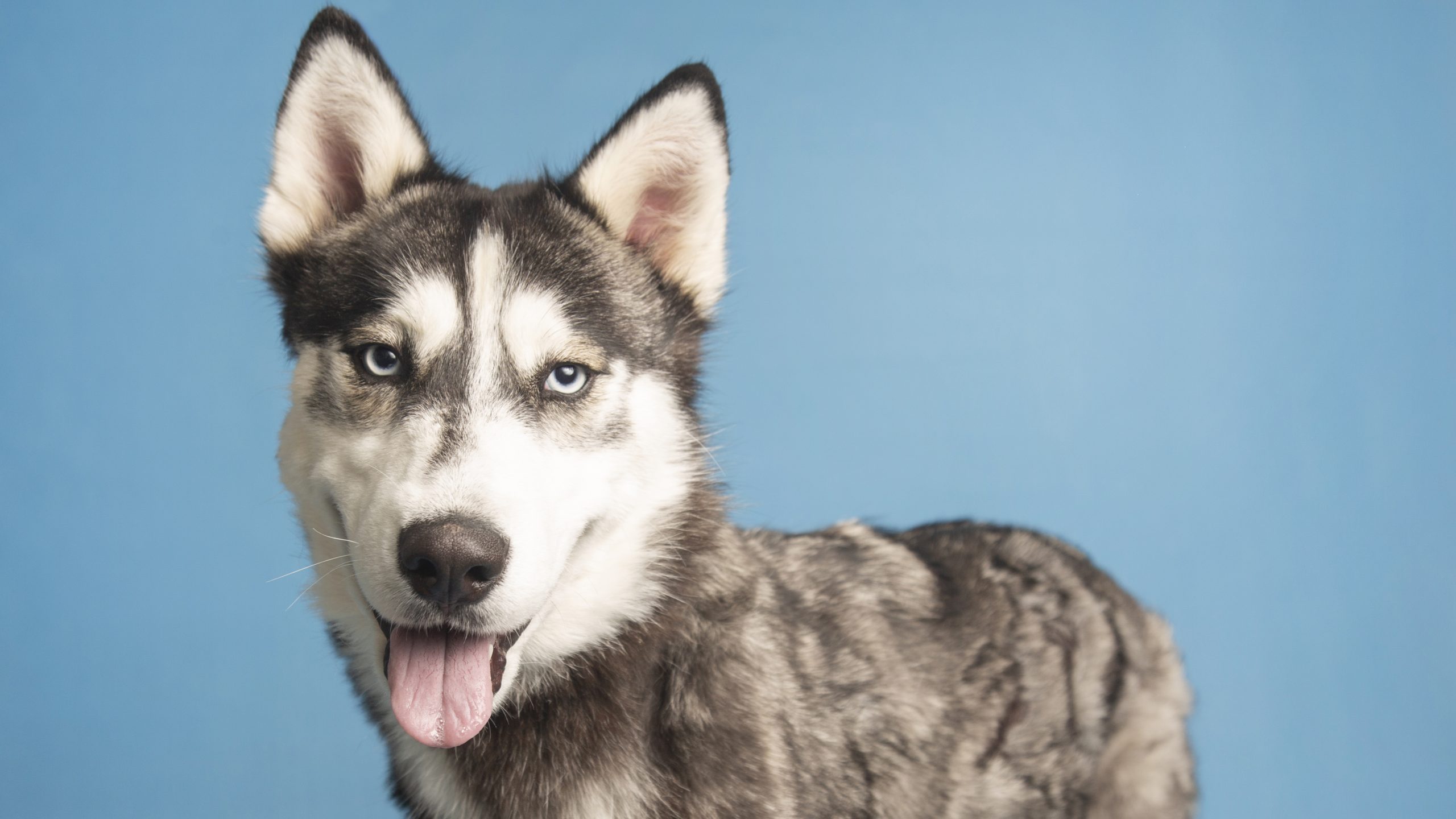 (Arizona Humane Society Photo)...