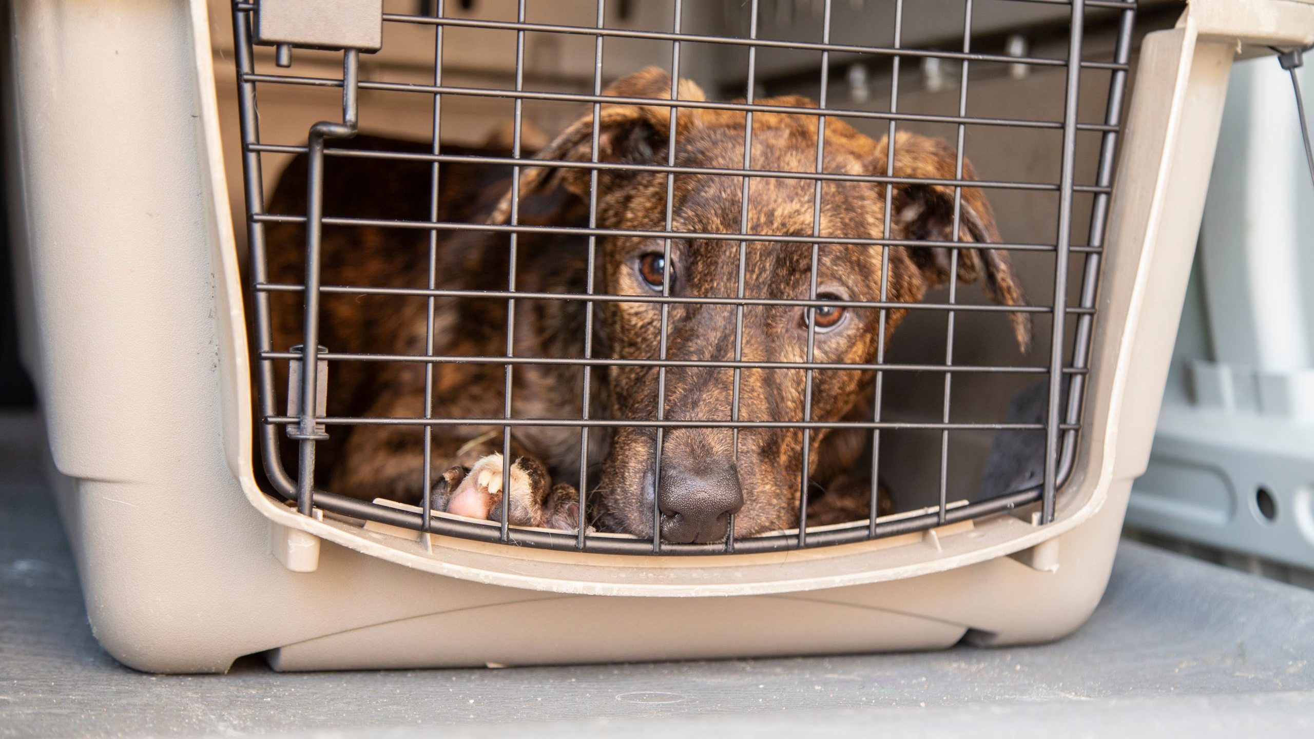 (Arizona Humane Society Photo)...