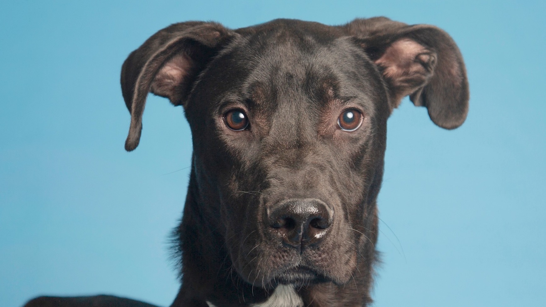 (Facebook Photo/Arizona Humane Society)...