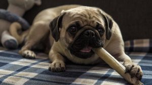 Maricopa County approves animal shelter construction in Mesa