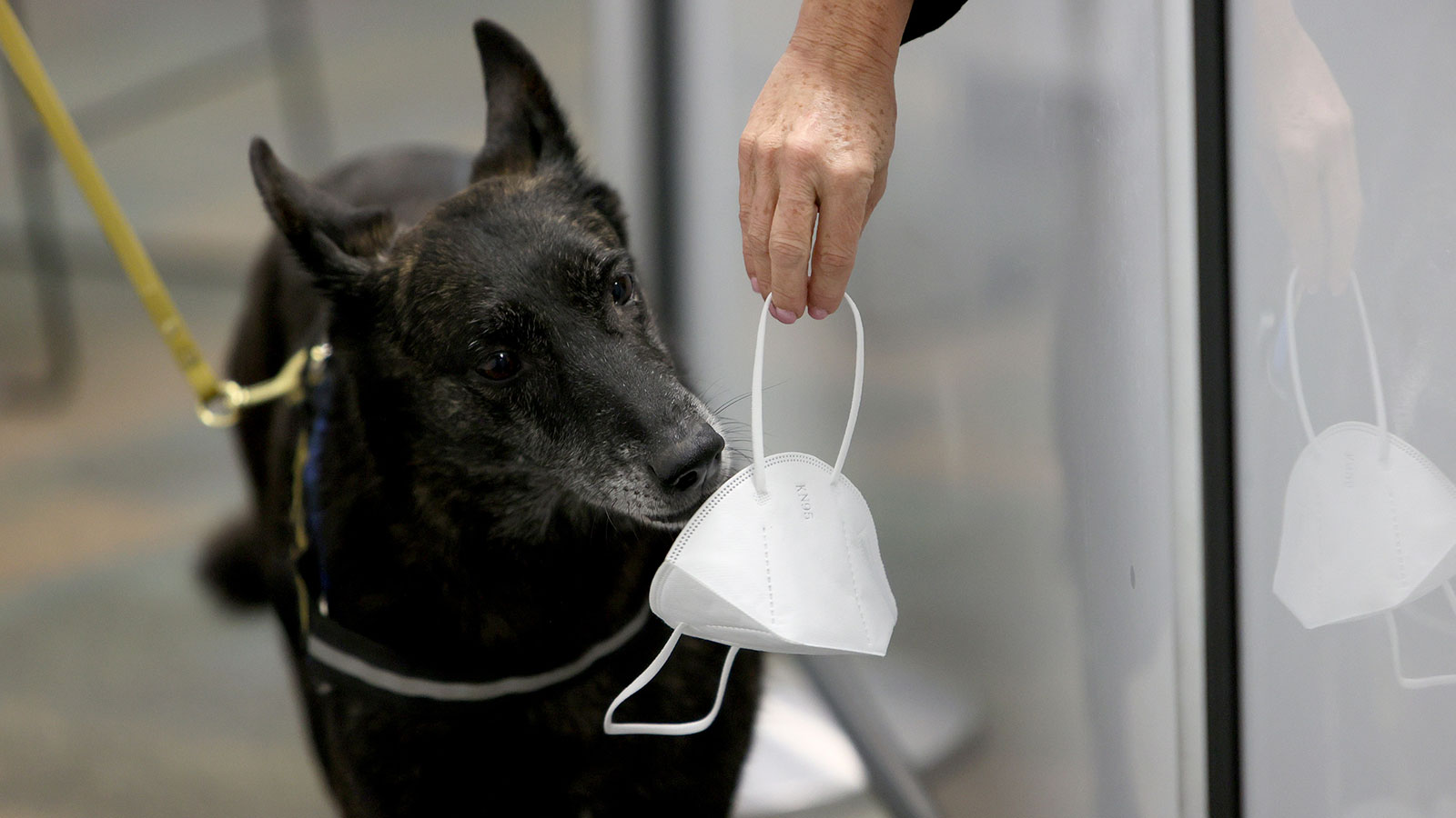 One Betta, a Dutch Shepard, sniffs a mask for the scent of COVID-19 at Miami International Airport ...