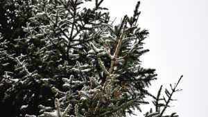Christmas tree permit sales to begin this week for 3 Arizona national forests