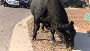 Police help wrangle bull roaming casually around Tucson neighborhood