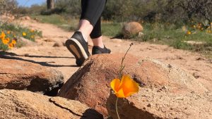 Eight4Two Challenge at Arizona State Parks trails starts Friday