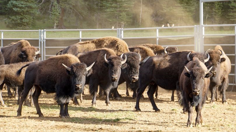 (National Park Service photo/L. Cisneros)...