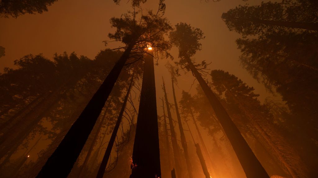 The Windy Fire blazes through the Long Meadow Grove of giant sequoia trees near The Trail of 100 Gi...