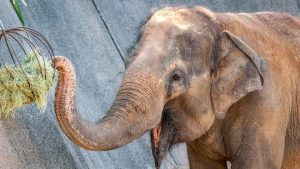 Sheena, Phoenix Zoo's Asian elephant, dies at age 50