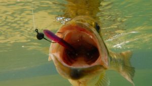 Arizona to stop offering community fishing program licenses