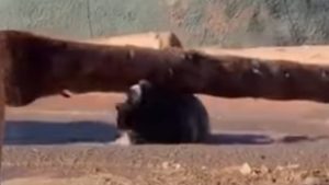 Watch playful Phoenix Zoo rhino wow crowd by balancing tree trunk