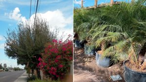 Avondale, SRP partner to remove trees that threaten power lines, plant new ones