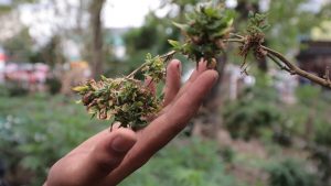 UArizona to launch 3 noncredit cannabis certificate programs