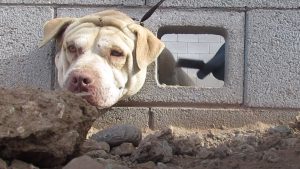 Arizona Humane Society frees lost dog from cement wall, reunites him with Valley family