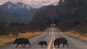 Here are the best Instagram photos of Arizona from 2021
