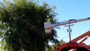Peoria, SRP partnering to remove, replace trees that pose risk to electric lines