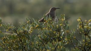 Visitors to state park in Apache Junction can help document biodiversity in monthlong event