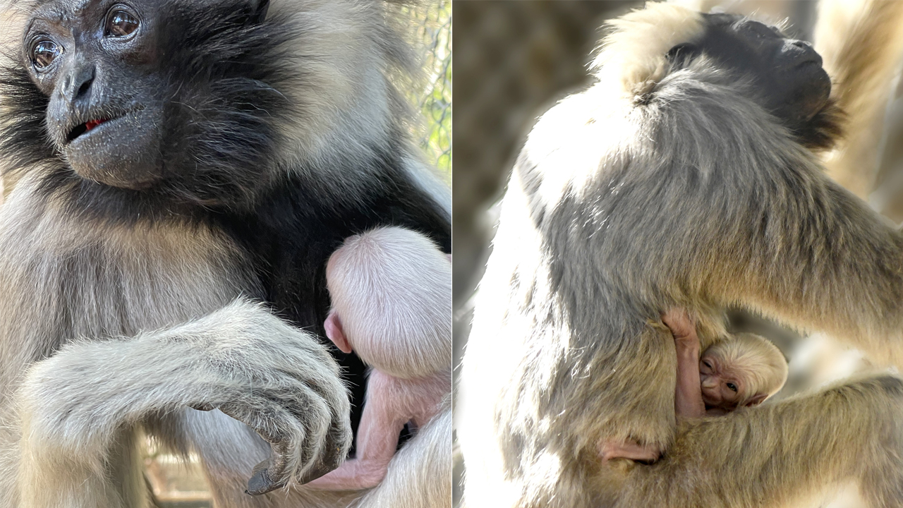 (Wildlife World Zoo, Aquarium & Safari Park Photos)...