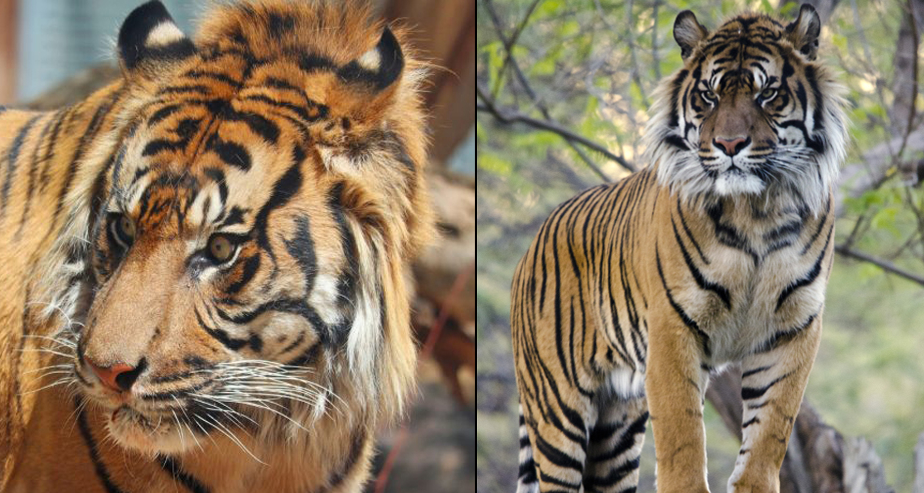 (Phoenix Zoo Photos)...