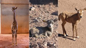 Giraffe, 2 other species born at the Phoenix Zoo in past few weeks