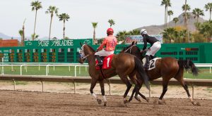 24 horse fatalities during Turf Paradise racing season raise concerns