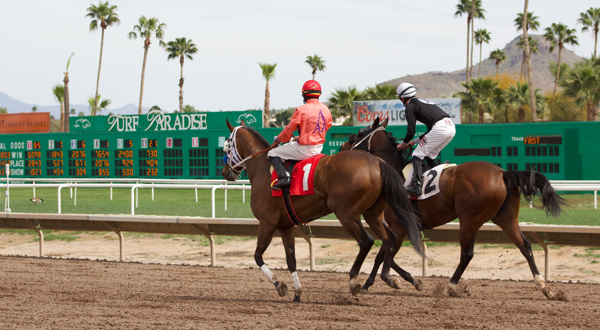 The deaths of 24 horses during Turf Paradise’s current racing season has raised concern because t...