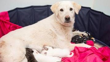 (Photo provide by the Arizona Humane Society)...