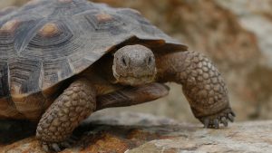 Sonoran desert tortoise not granted Endangered Species Act protection