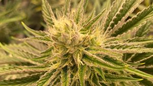Arizona’s largest marijuana dispensary extends hours at Guadalupe location to midnight