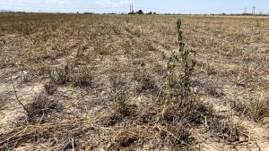 Arizona to endure another hot, dry spring as droughts persist