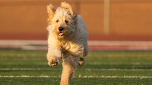 Scottsdale Police gets third crisis response K9, will help students at high school