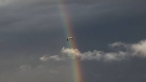 Arizona climate experts forecast good odds for wet 2022 monsoon season