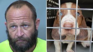West Valley man accused of using zip ties on dog's mouth, mistreating puppies
