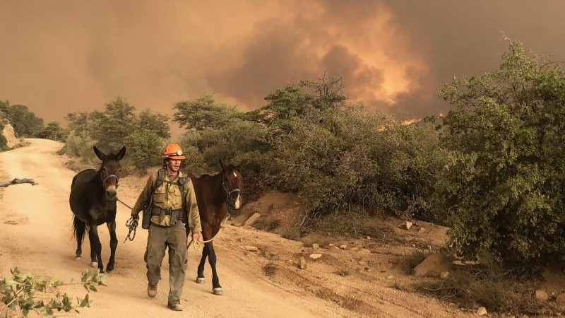 (Twitter Photo/Arizona State Forestry)...