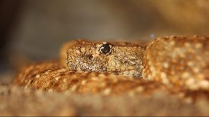 Banner Health warns of increased rattlesnake activity as temperatures rise