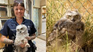 Arizona Humane Society rescues baby owl that apparently fell while practicing flying