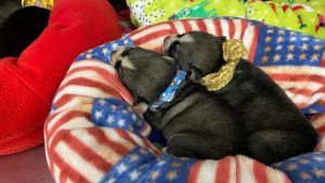 Litter of 7 puppies rescued from house fire in Glendale