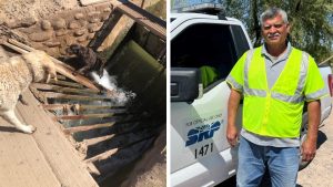 SRP worker saves 2 dogs trapped in Phoenix grate, rushing water