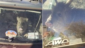 Only in Arizona: Javelina with hankering for Cheetos gets trapped in car