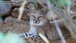 Arizona Game and Fish sends warning to leave baby wildlife alone