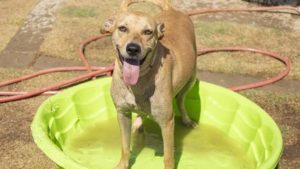 Arizona Humane Society receives $10,000 grant for senior dogs
