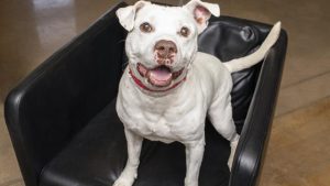 Multiple Valley facilities part of Empty the Shelters event