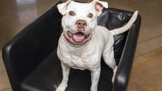 (Arizona Humane Society)...