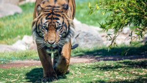 Phoenix Zoo welcomes 3-year-old Sumatran tiger named Raja