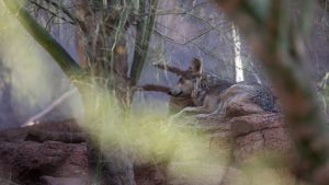 Captive-born endangered Mexican wolf pups placed into wild dens in Arizona